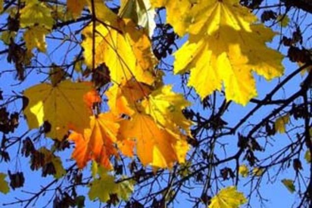 В Украине потеплеет до +24