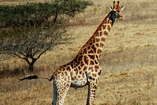 Обзор Сафари-Парка в ЮАР