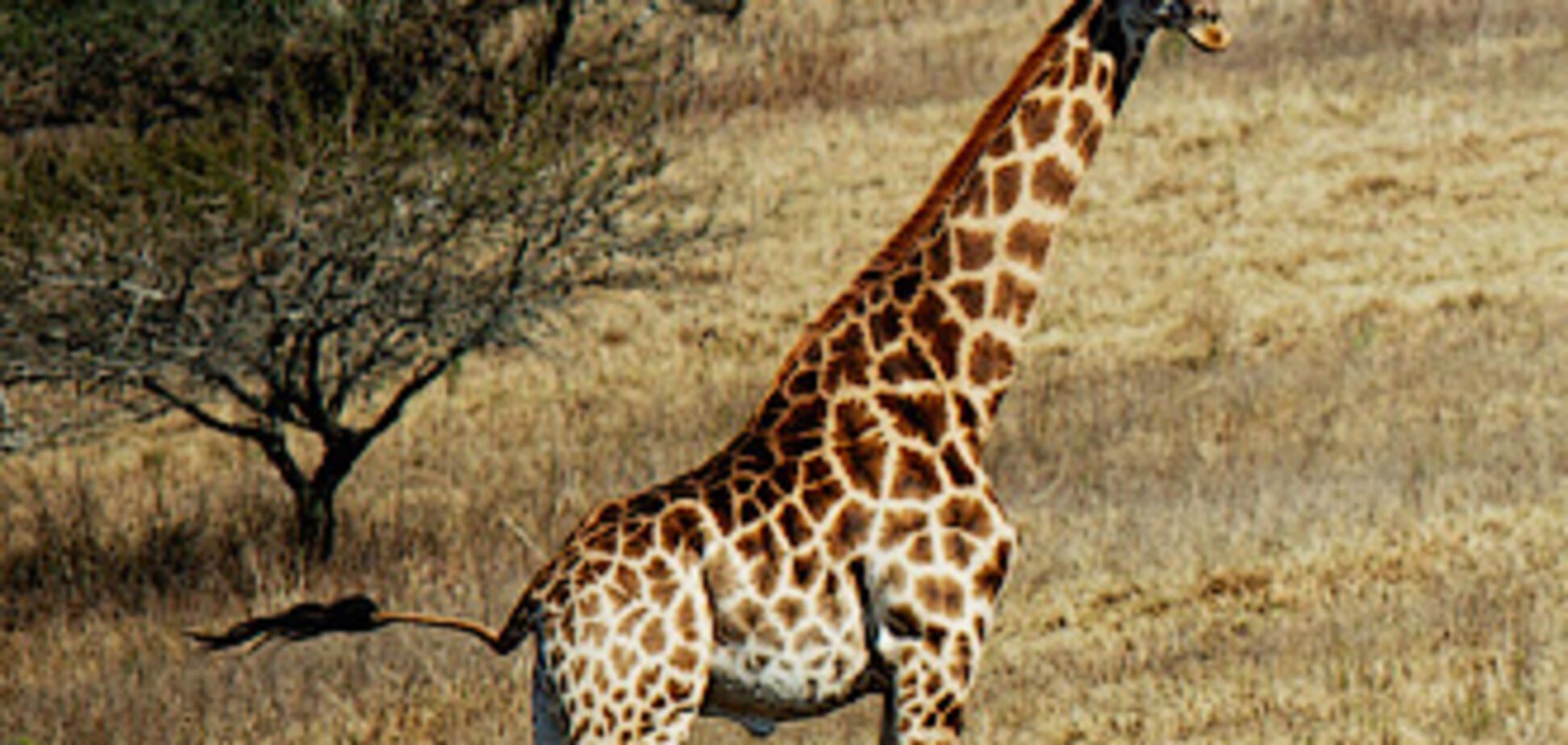 Обзор Сафари-Парка в ЮАР