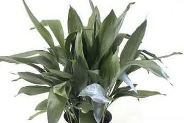 ТОП-7 самых неприхотливых комнатных растений