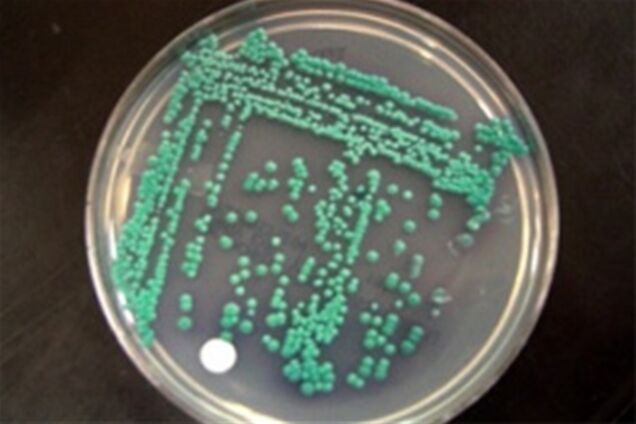 Из дрожжей научились делать пластик