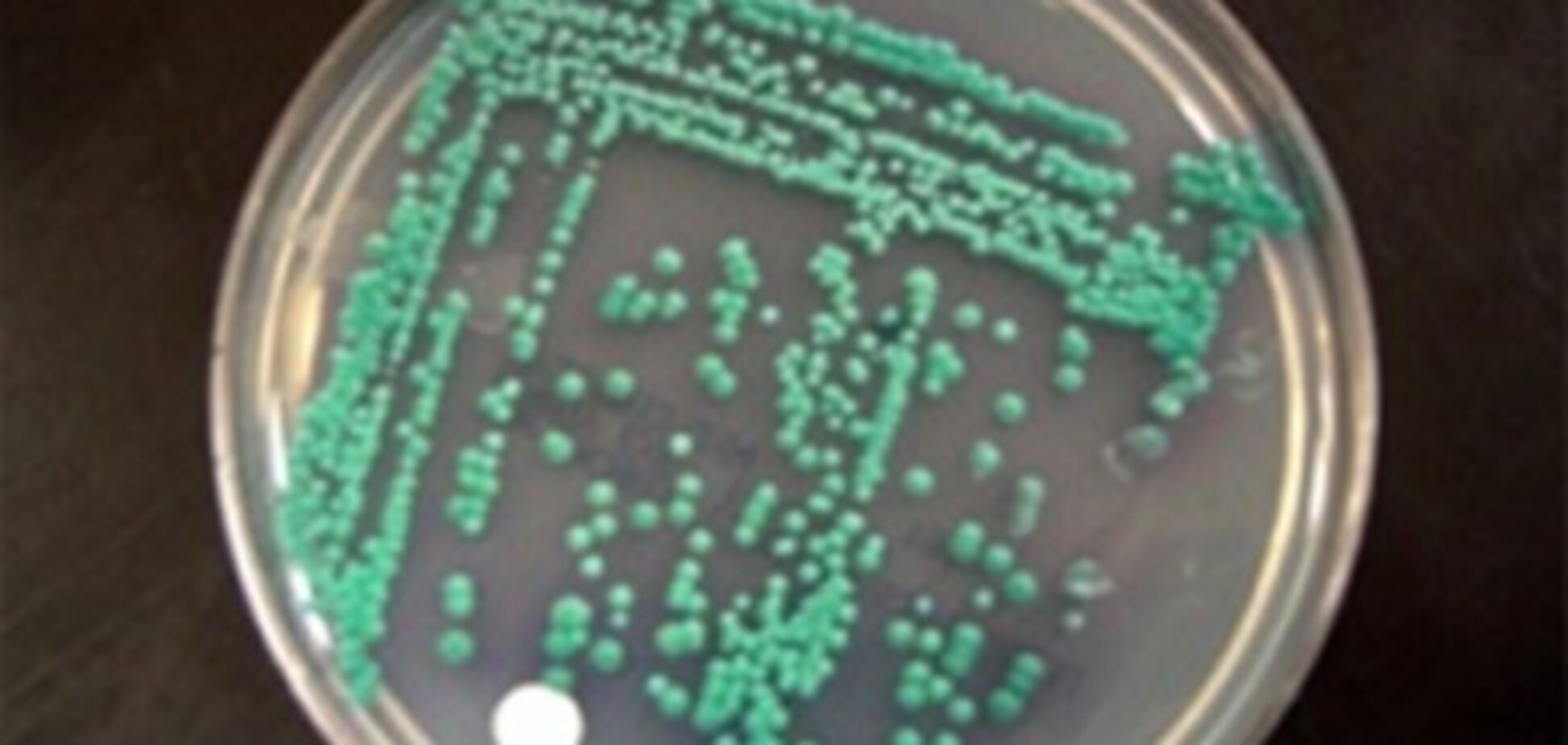 Из дрожжей научились делать пластик