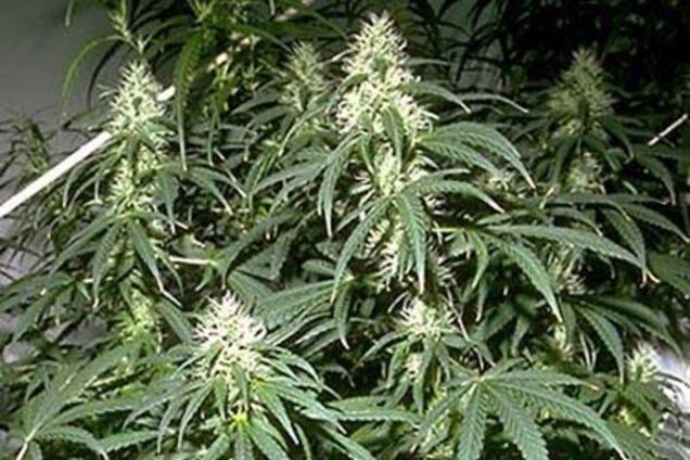 В Донбассе обнаружили домашнюю консервацию с коноплей