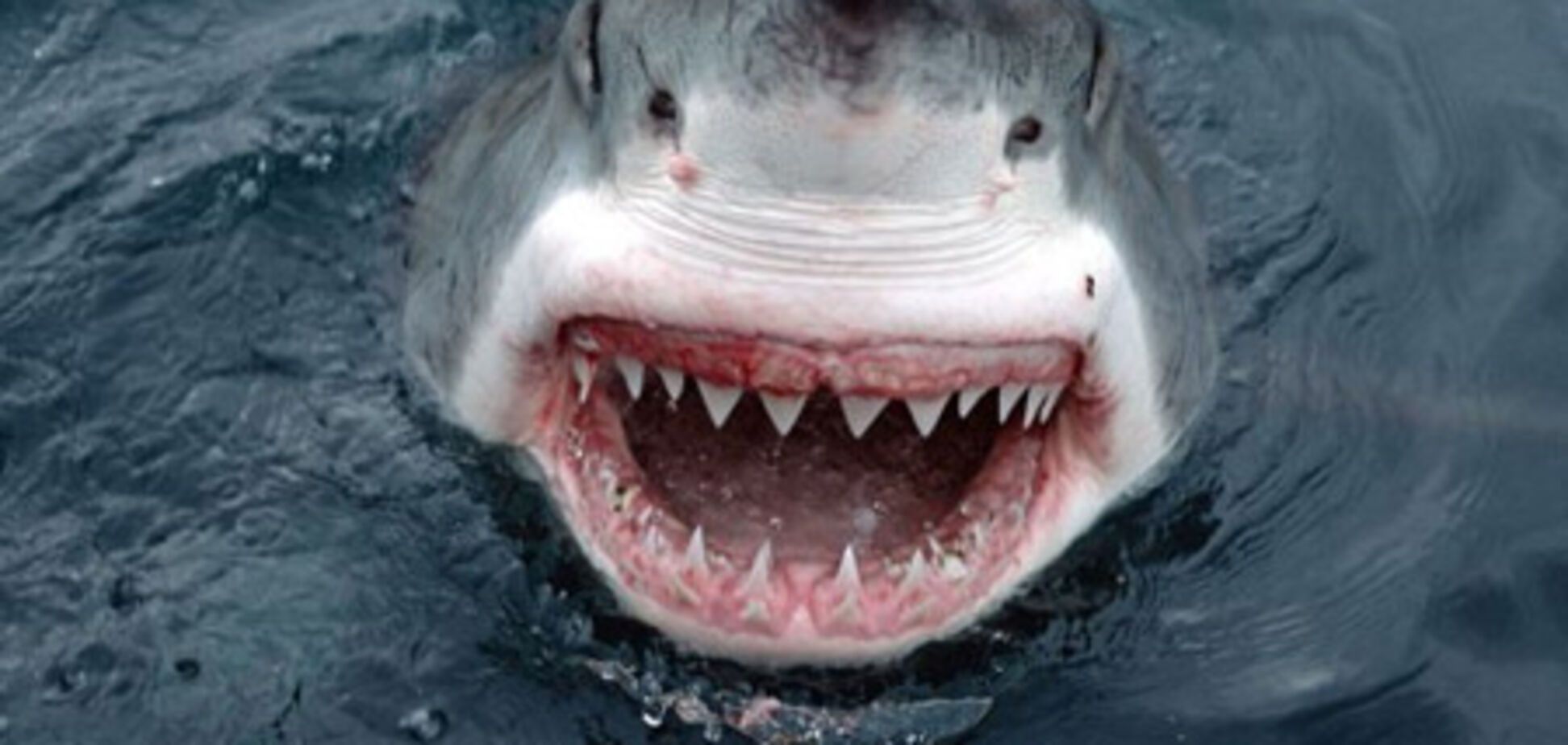 Акулы атакуют туристов в Египте