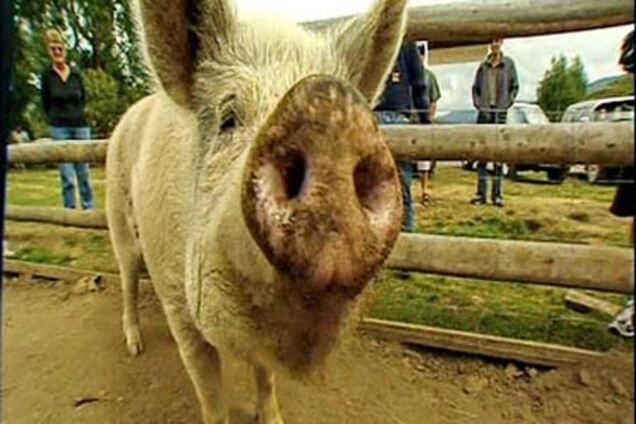 В польской свинине обнаружены вредные вещества