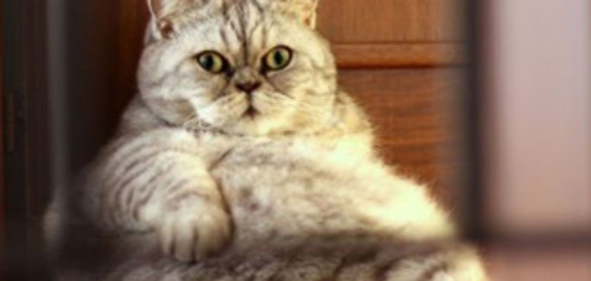 Нова зірка інтернету - товста кішка Джулі