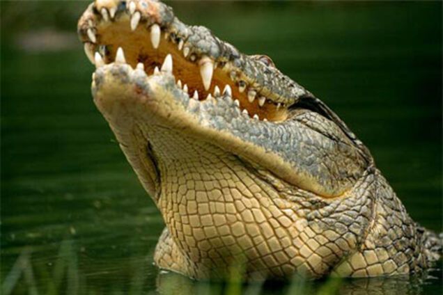 Россиянин хотел вывезти из Египта 8 крокодилов и 40 черепах