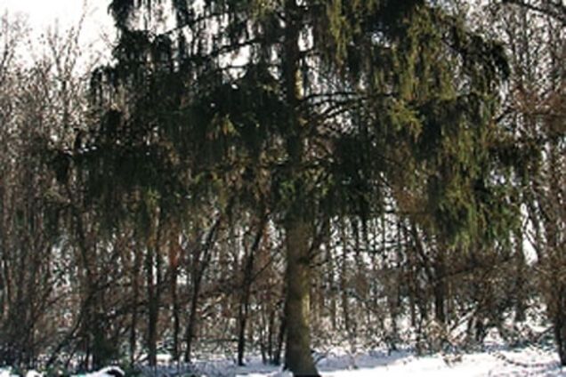 Унікальною ялинці-гірлянді виповнилося 110 років
