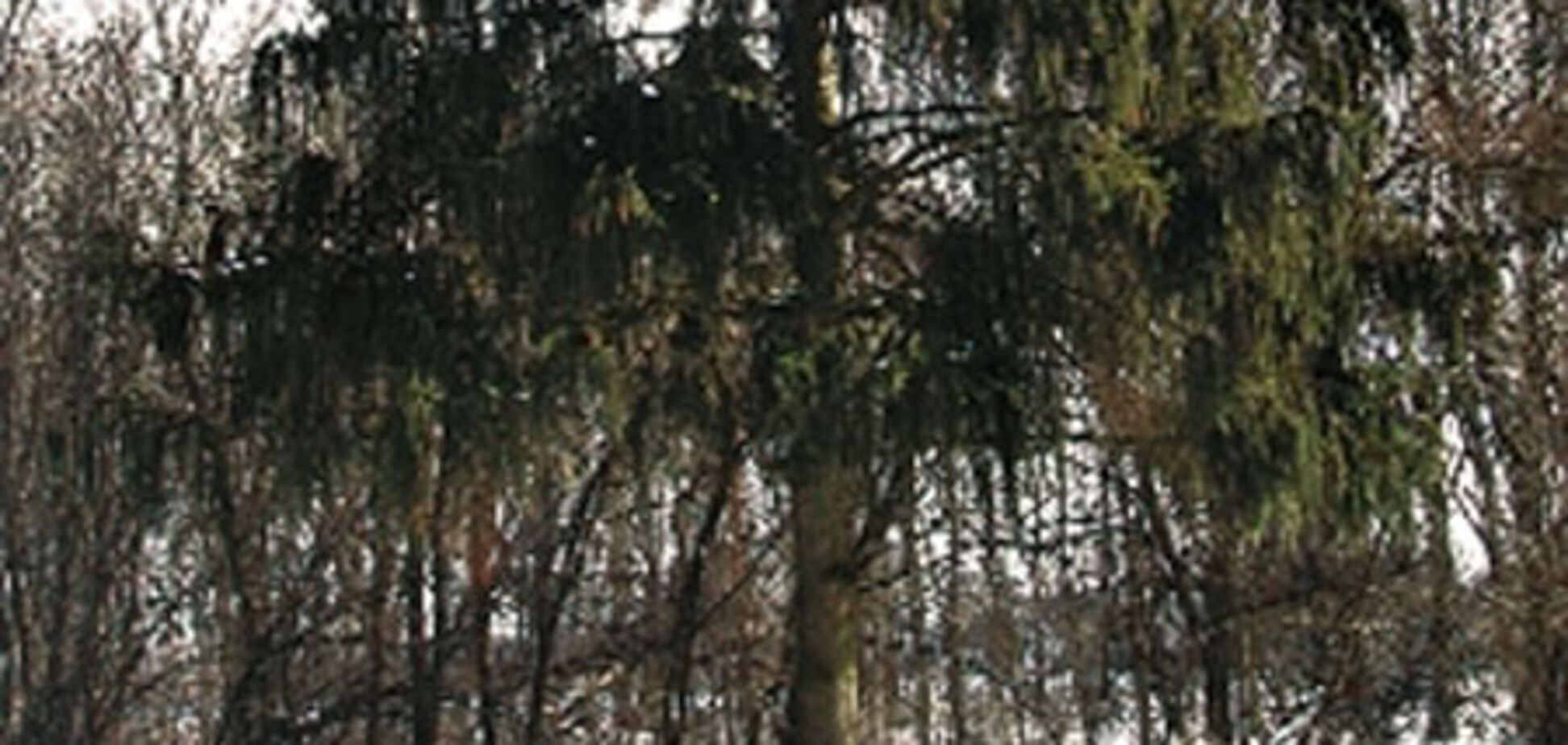 Унікальною ялинці-гірлянді виповнилося 110 років