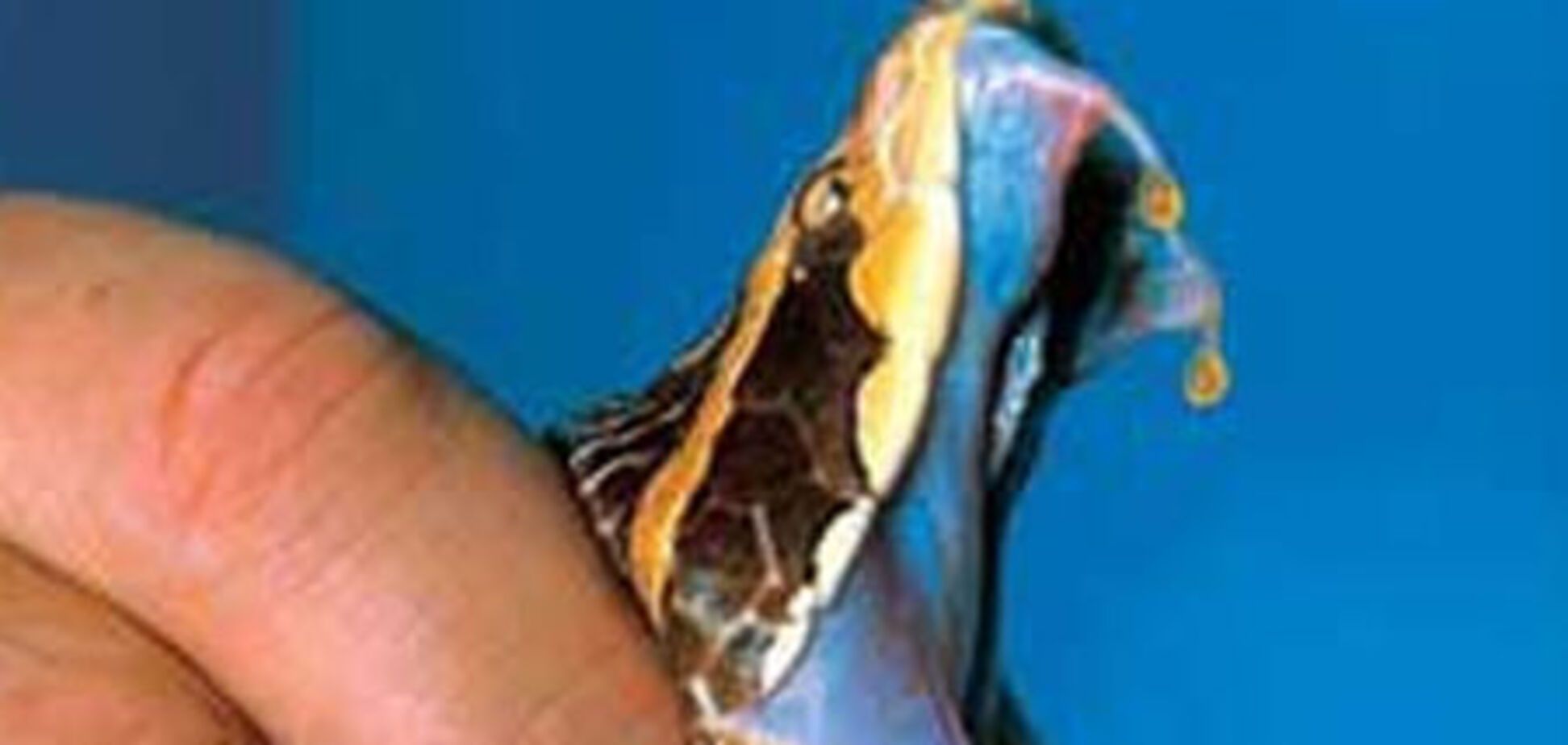 Как избавить дом от ядов