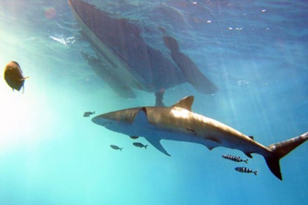 В Севастополе поймали тихоокеанскую акулу-гоблина