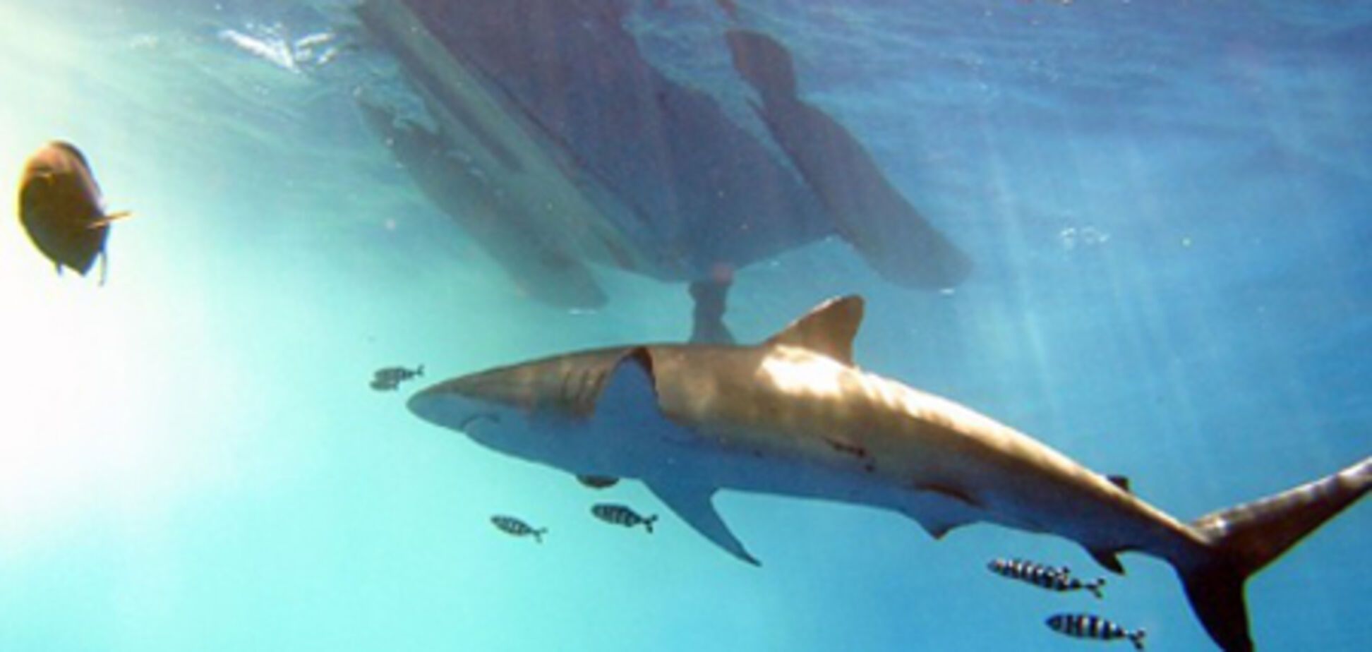 В Севастополе поймали тихоокеанскую акулу-гоблина