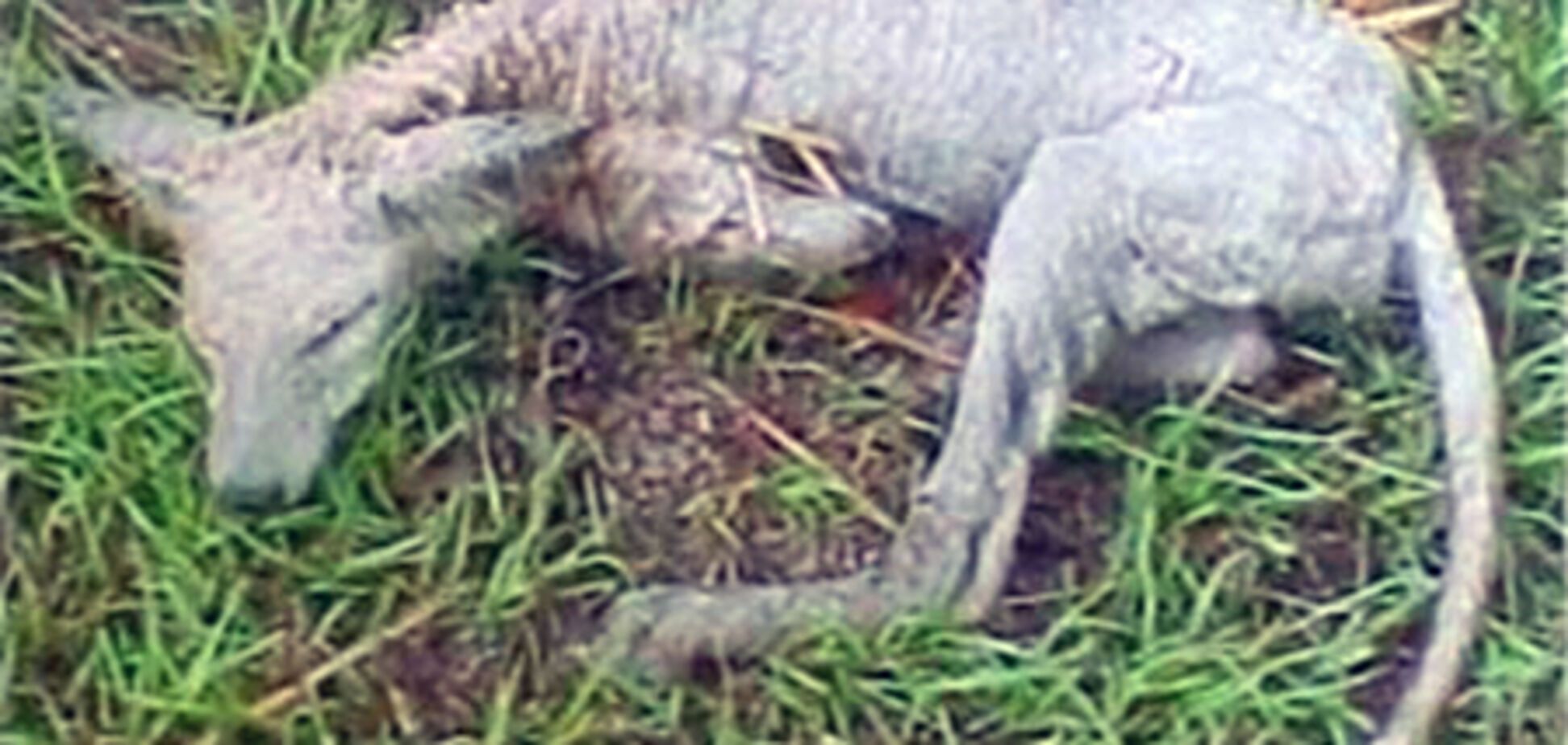 Украинская чупакабра родила чупакабренят