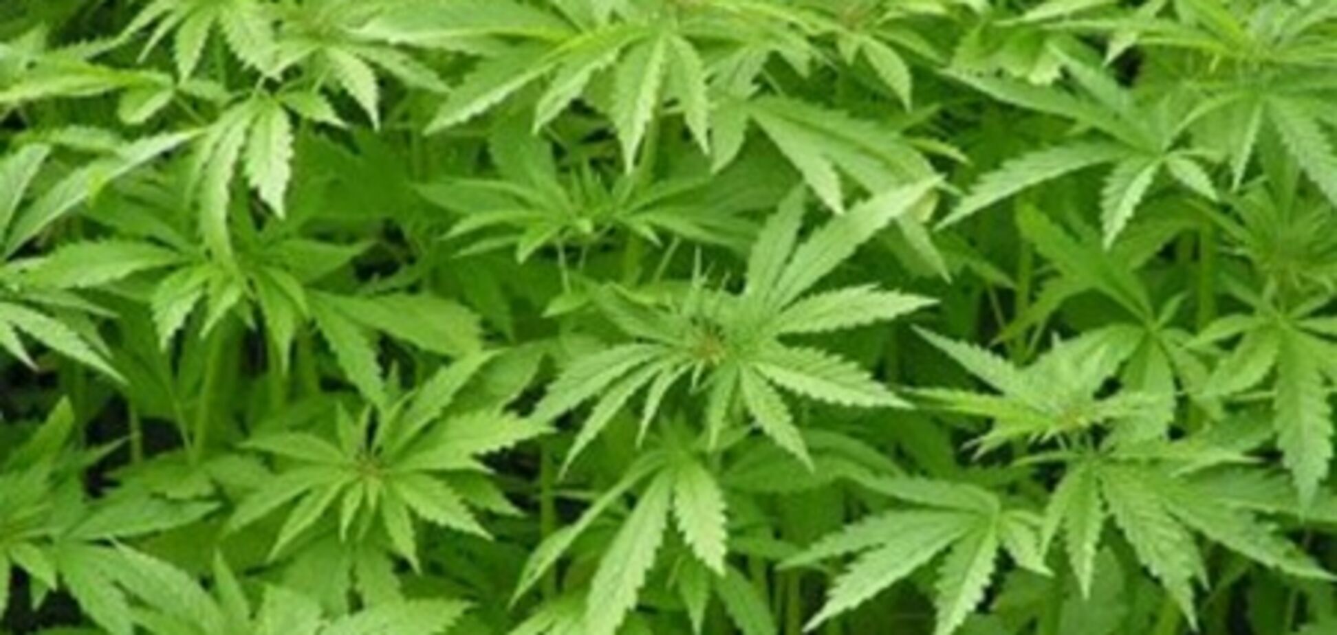 Бывший осужденный хотел подарить зэкам 25 кг марихуаны