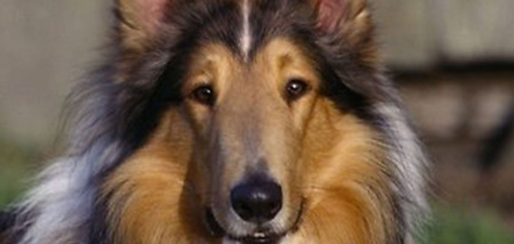 Собака вивчила більше тисячі назв предметів