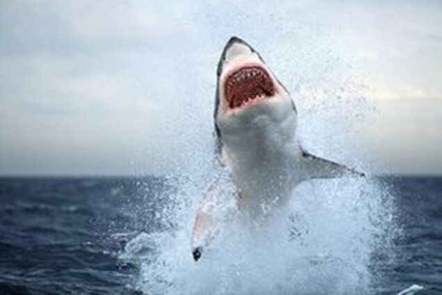 Старушка голыми руками отбилась от акулы