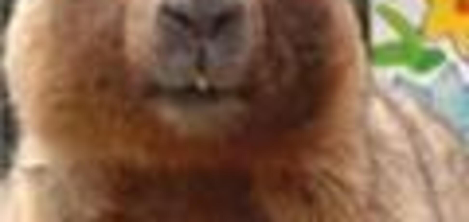 Львовский сурок Миша пообещал скорую весну