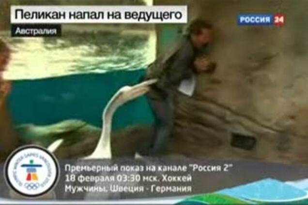Пеликаны напали на телеведущего в прямом эфире. ВИДЕО