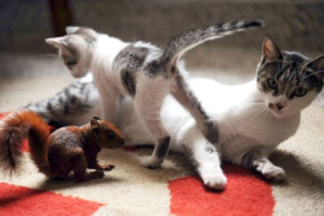 Кішка усиновила бельчонка. Дивовижні фото