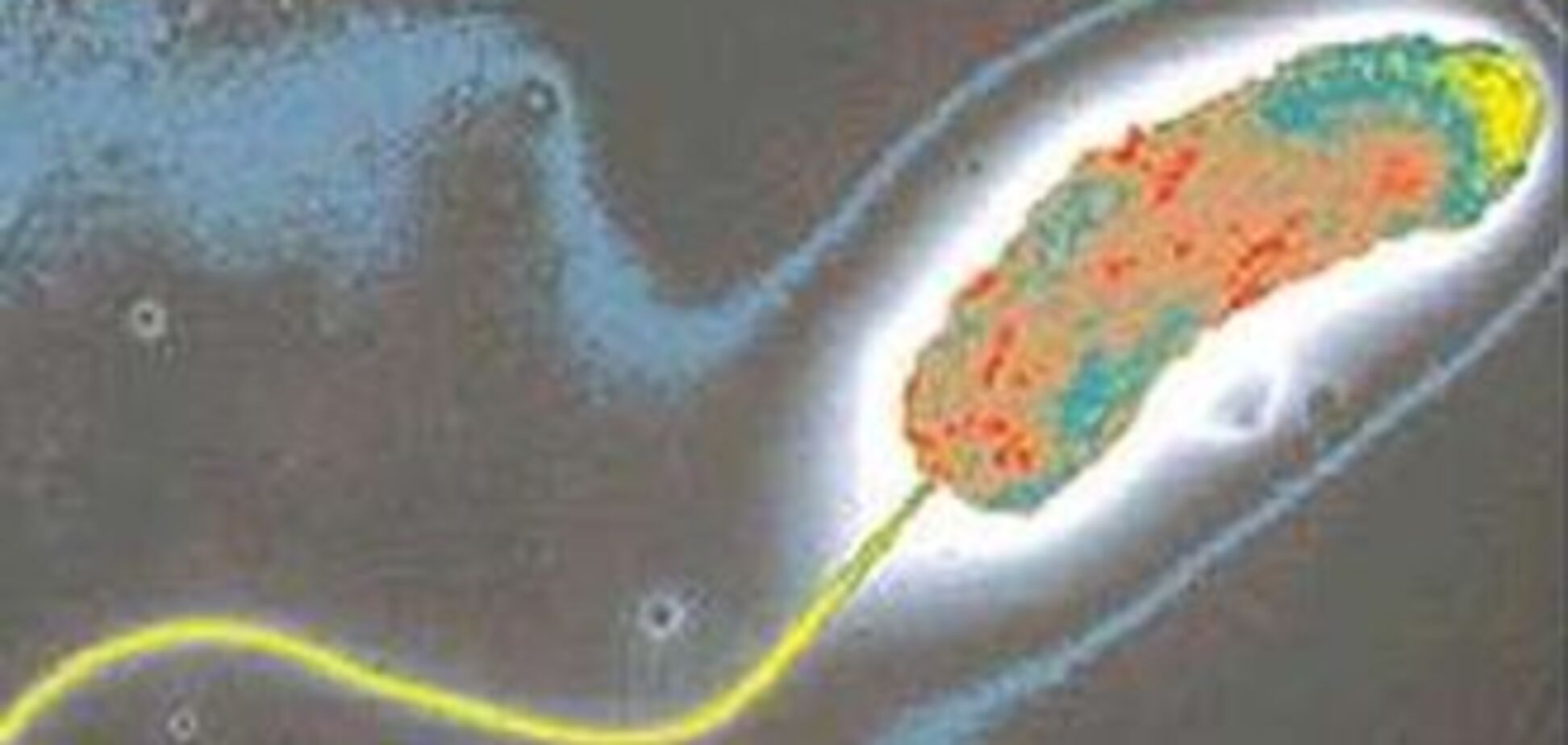 Толпа линчевала врачей из-за слухов о холере