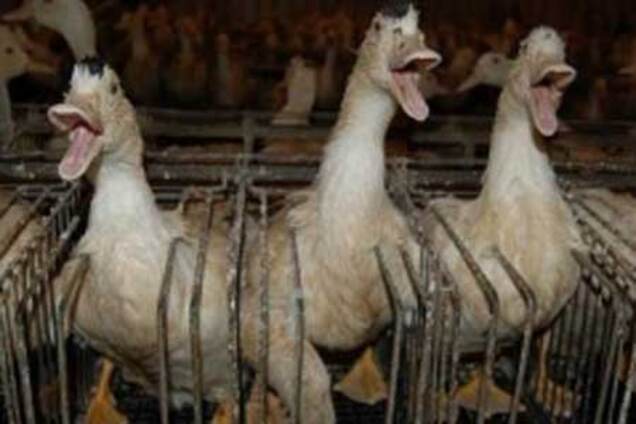 В Украине нельзя выращивать «фуа-гра»