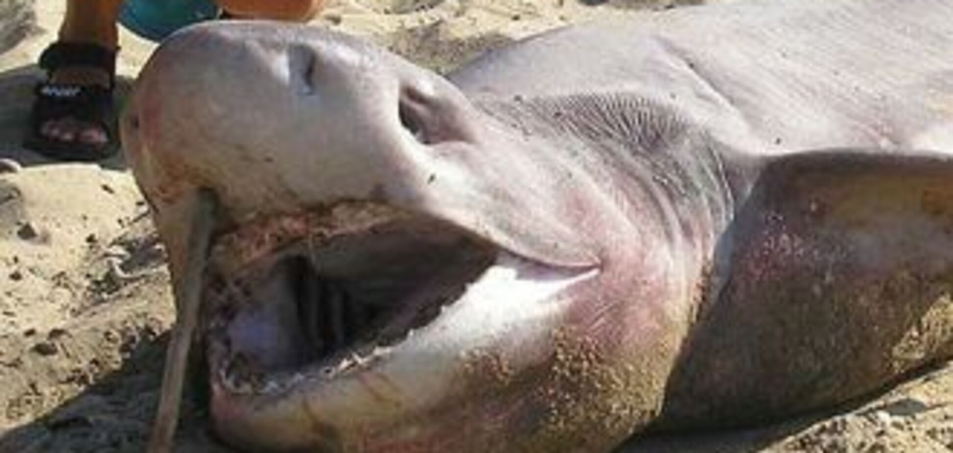 Дівчинка побила акулу дошкою для плавання