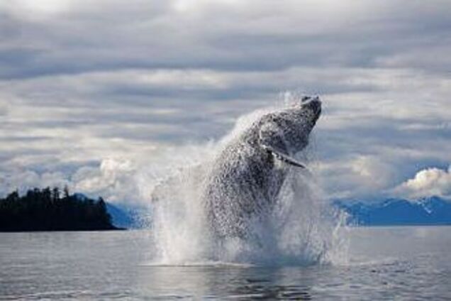 Десять тисяч людей прийшли попрощатися з мертвим китом