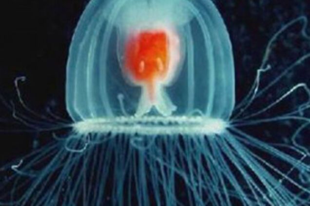 Знайдено єдине безсмертну істоту на Землі