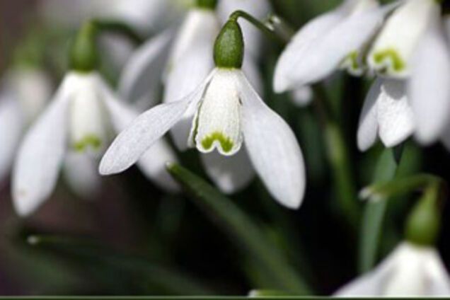 Давайте відмовимося від пролісків!