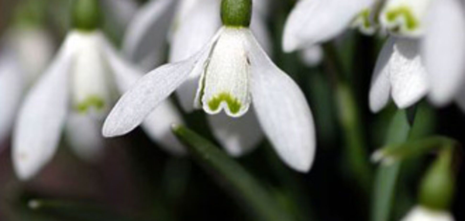 Давайте відмовимося від пролісків!
