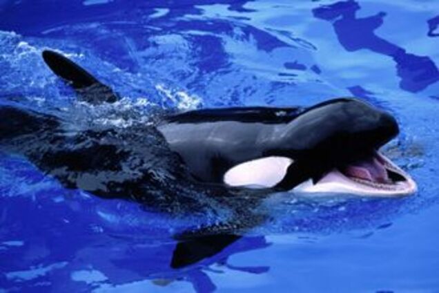 Кит-убийца напал на дрессировщицу в океанариуме