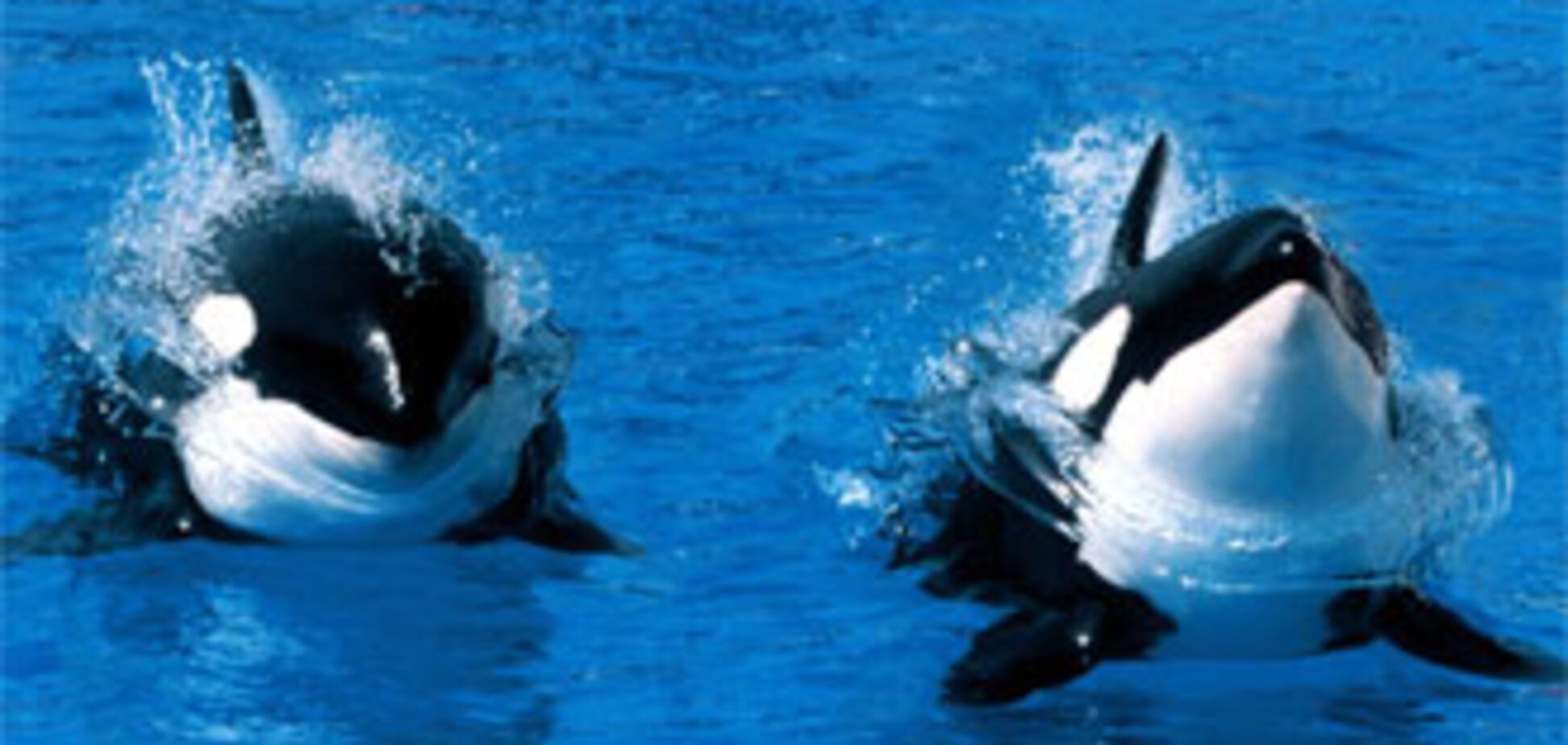 Дельфин-косатка убил дрессировщицу во время представления