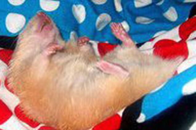 Мати змусила сина-двієчника вбити хом'яка молотком