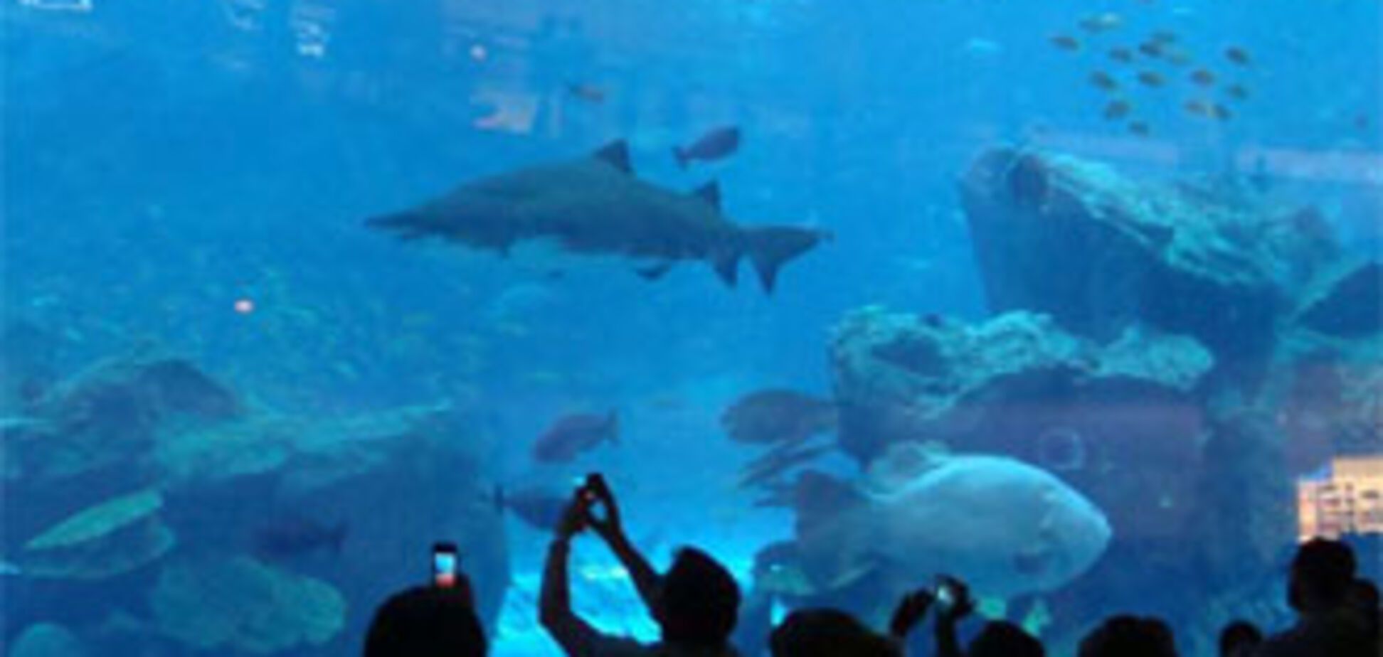 В Дубаи лопнул гигантский аквариум с акулами и скатами