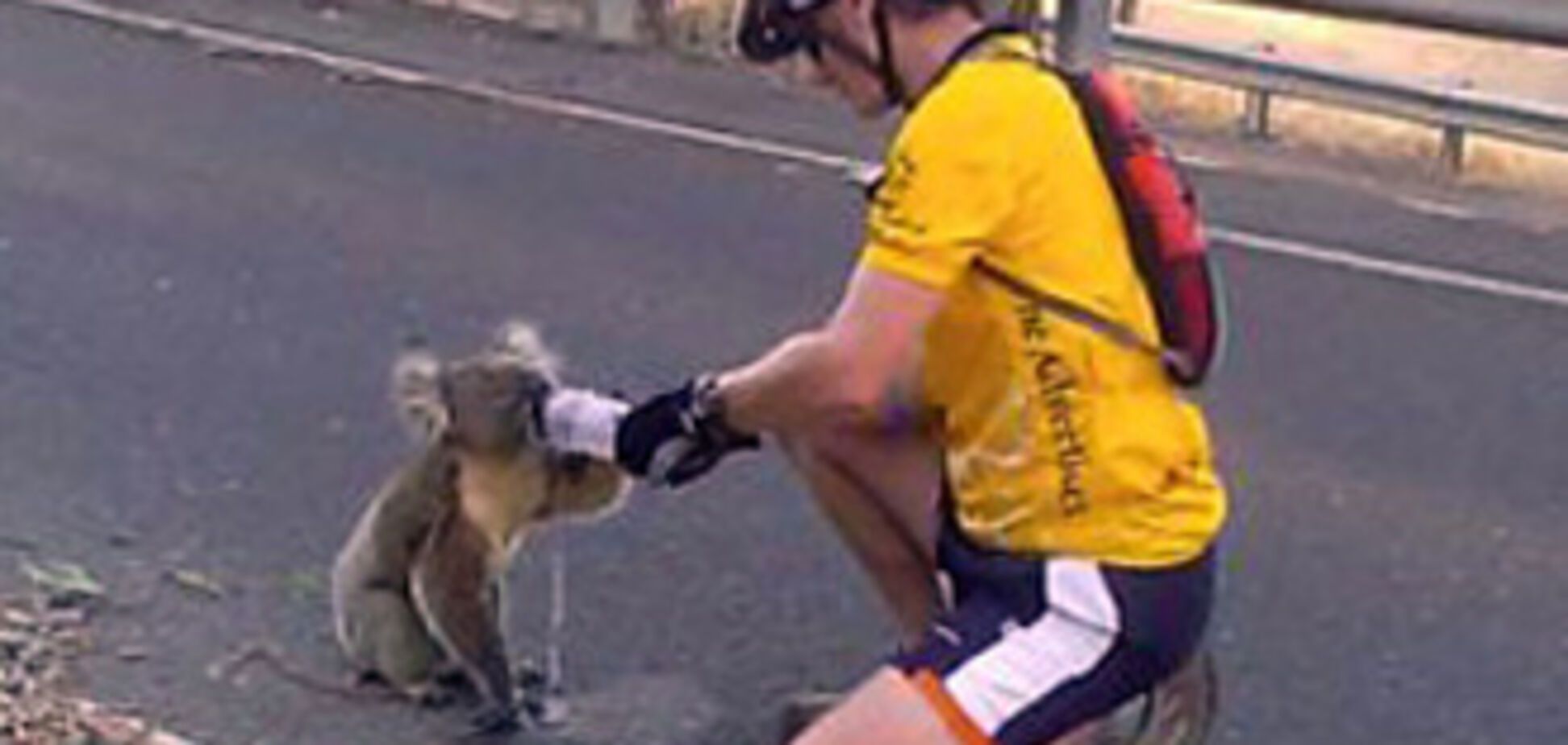 Измученные жарой коалы просят у людей воду.Трогательные ФОТО