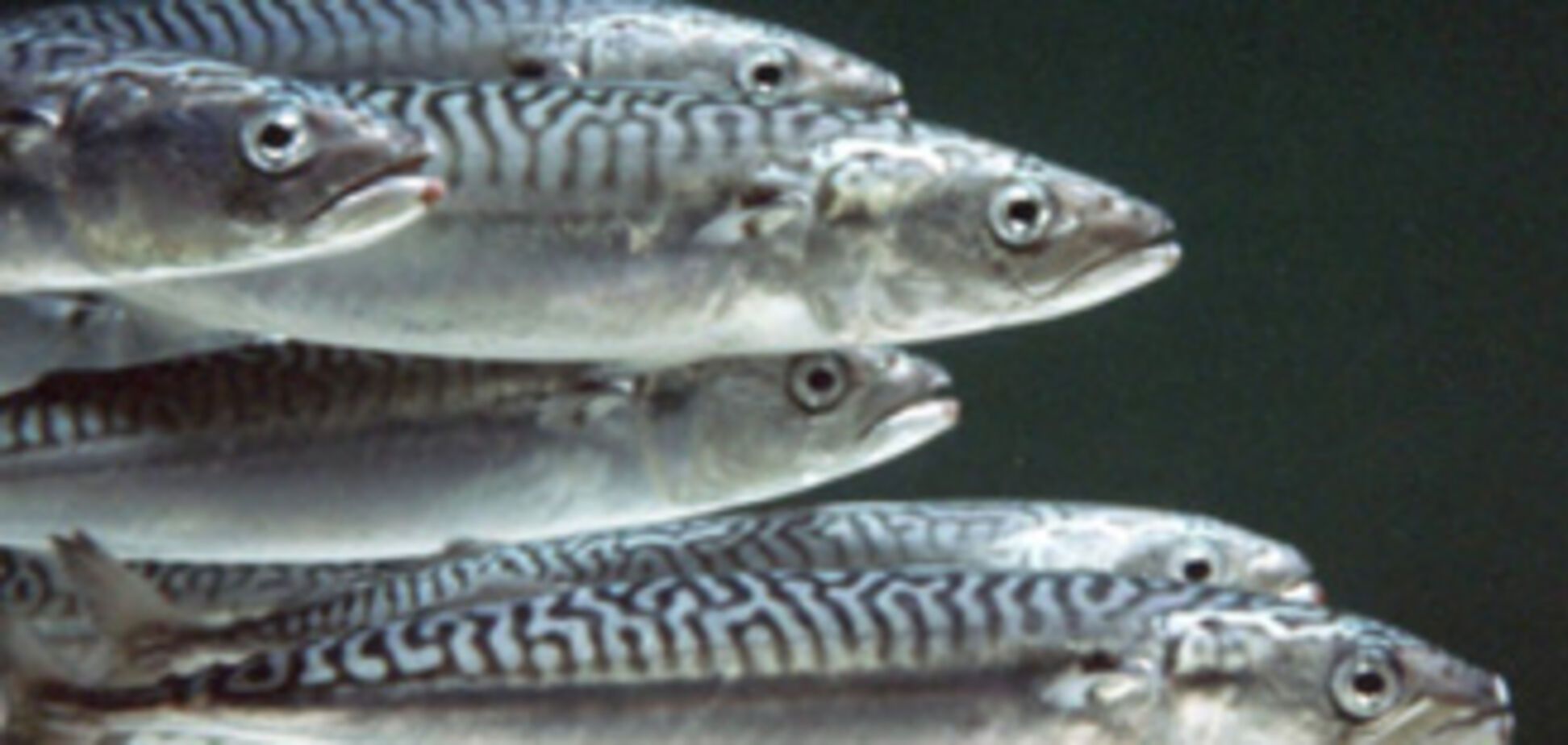 20 тонн риби загинуло в Кременчуцькому водосховищі
