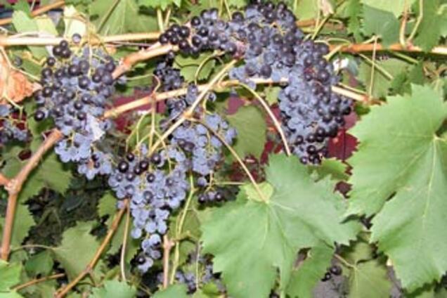 На юге Украины замерзла половина виноградников