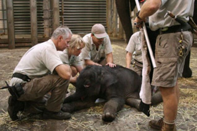 Родился слоненок–настоящее чудо! ФОТО