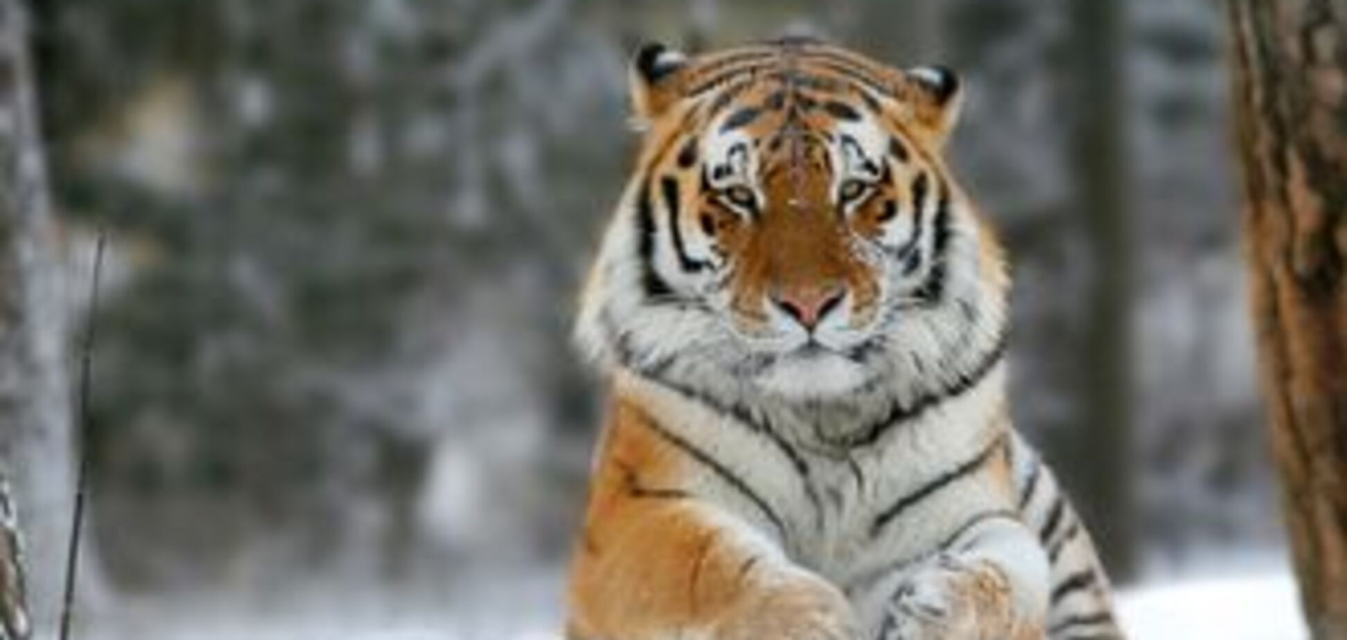 В зоопарке от голода мрут уникальные амурские тигры