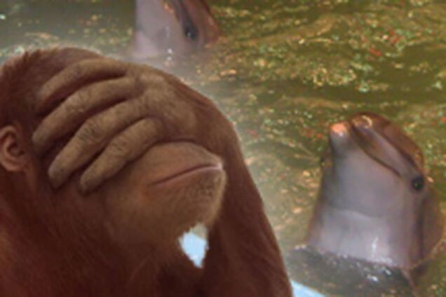 Обезьяна устроила диверсию в цирке