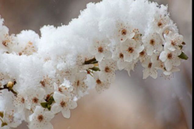 Українці залишаться без винограду і персиків