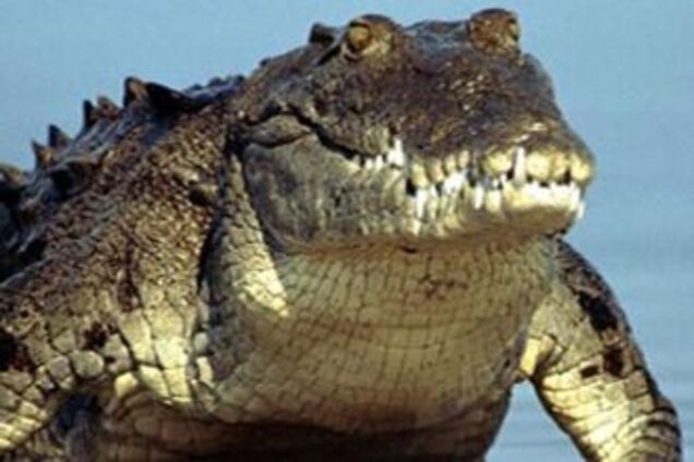 Укушенному крокодилом выплатят компенсацию $13 тысяч