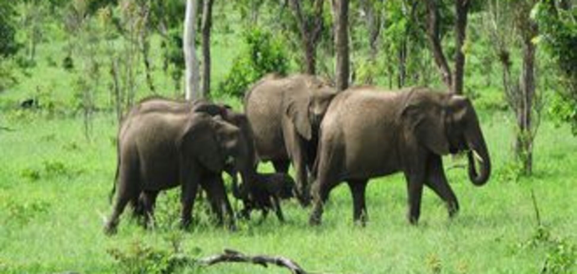 Стадо голодных слонов оккупировало деревню