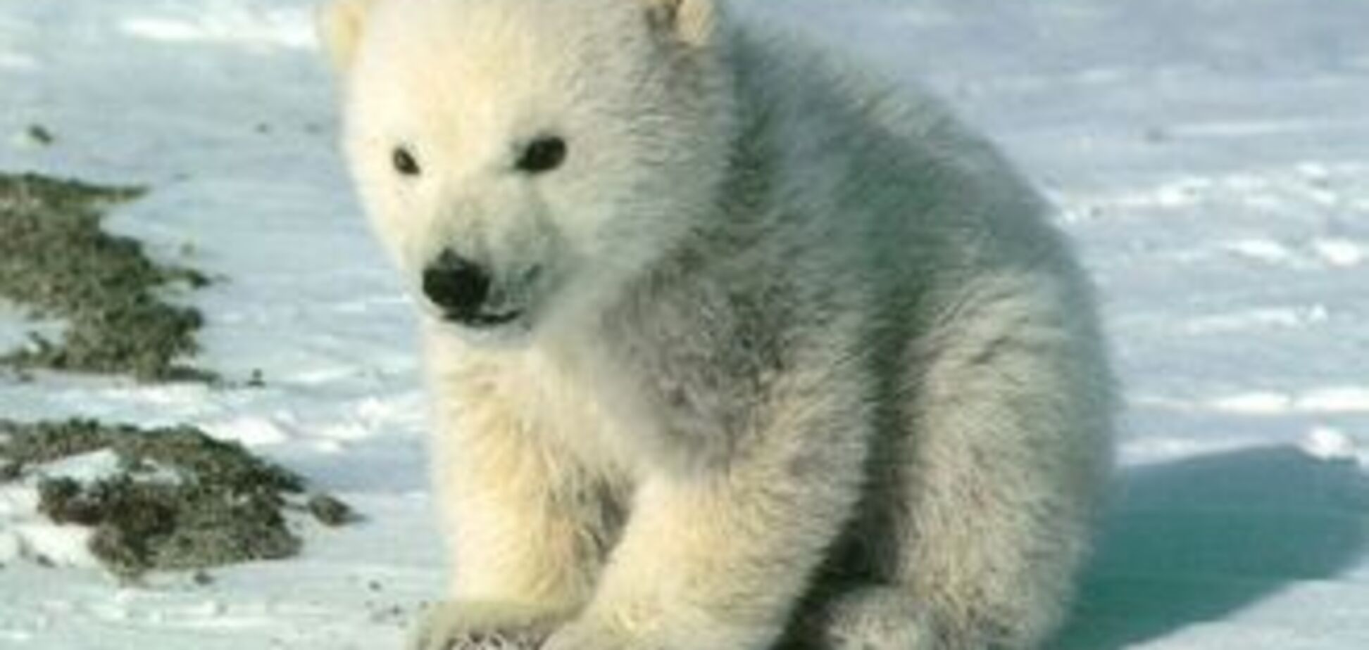 Интернет оказался главной угрозой для вымирающих животных