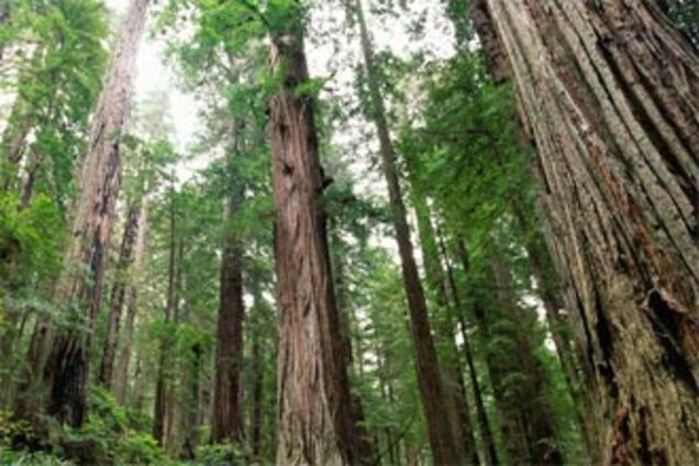 Пущено на самоплив: українцям розповіли про кадрове свавілля в лісовій справі