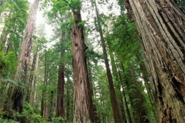 Пущено на самоплив: українцям розповіли про кадрове свавілля в лісовій справі