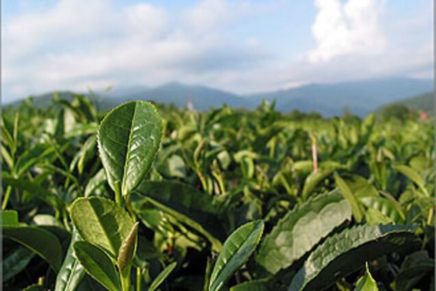 У Грузії вигоріло 100 га чайних плантацій