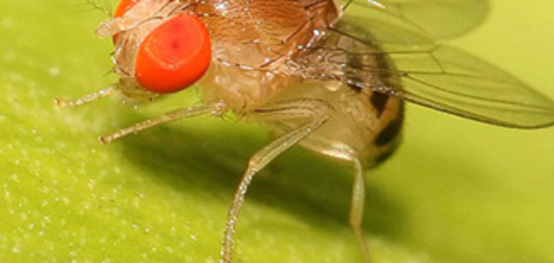 У мух-дрозофіл знайшли автопілот