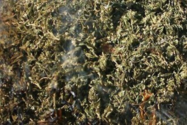 Афганистан стал мировым лидером по производству гашиша