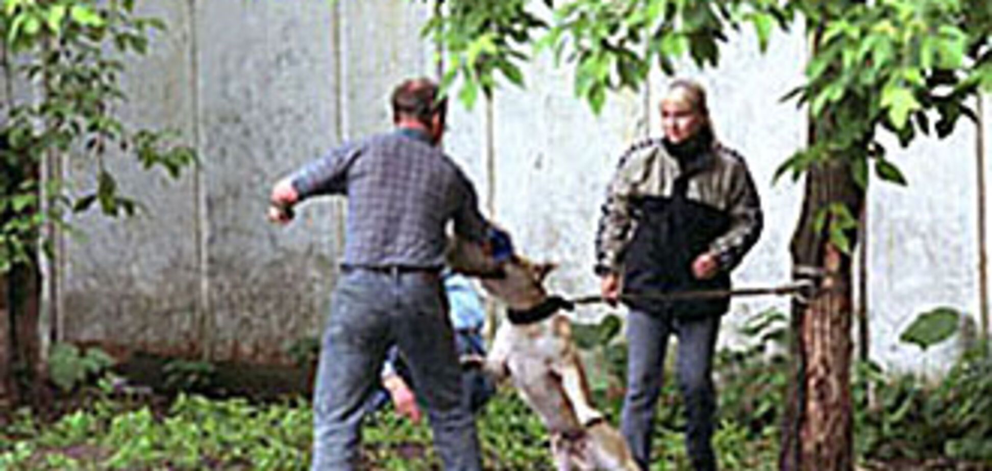 Питбультерьер чуть не загрыз пенсионера